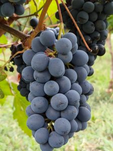 grappolo di Uve Barbera in pre-vendemmia