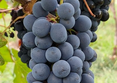 grappolo di Uve Barbera in pre-vendemmia
