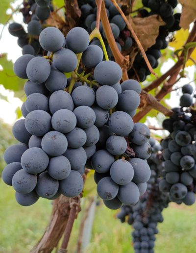 grappolo di uve Barbera pre-vendemmia fine settembre 2021