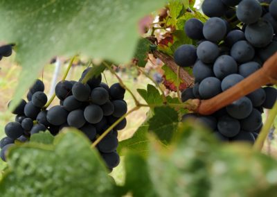 grappoli di uve Barbera pre-vendemmia fine settembre 2021