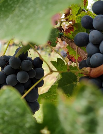 grappoli di uve Barbera pre-vendemmia fine settembre 2021