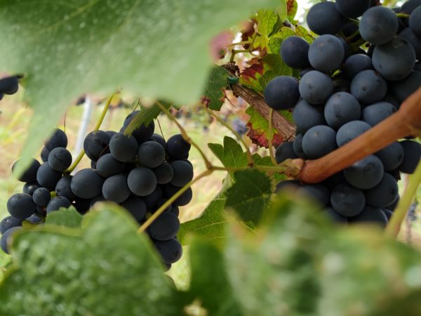 grappoli di uve Barbera pre-vendemmia fine settembre 2021