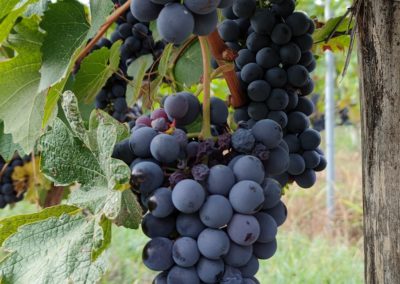 grappoli di uve Barbera pre-vendemmia fine settembre 2021