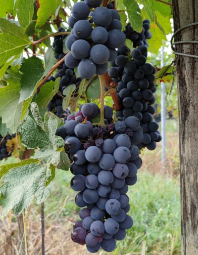 grappoli di uve Barbera pre-vendemmia fine settembre 2021