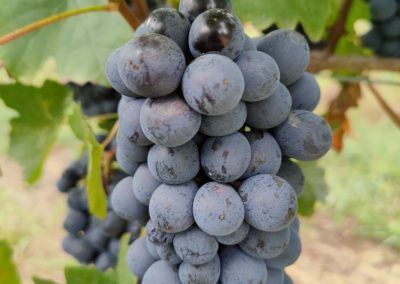 grappolo di Barbera pre-vendemmia fine settembre 2021
