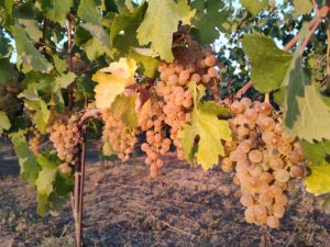 Uve Cortese bagnate dal sole nel settembre 2021 prima della vendemmia