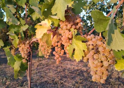 Uve Cortese bagnate dal sole nel settembre 2021 prima della vendemmia