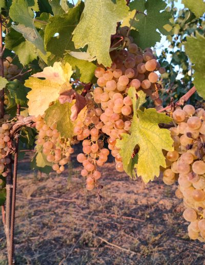 Uve Cortese bagnate dal sole nel settembre 2021 prima della vendemmia