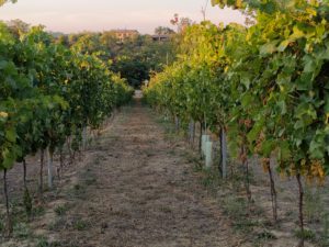 Vigneto del Cortese prima vendemmia 2021, con lo sfondo della casa