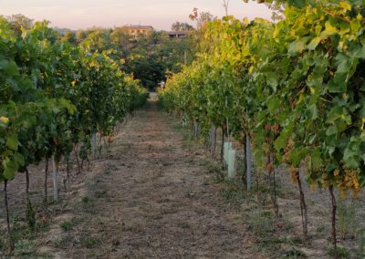 Vigneto del Cortese prima vendemmia 2021, con lo sfondo della casa