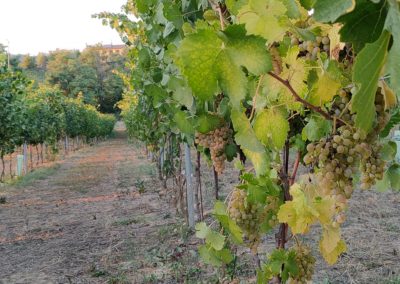 Vigneto del Cortese prima della vendemmia 2021, con lo sfondo della casa