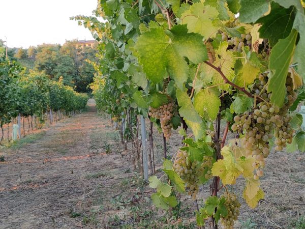 Vigneto del Cortese prima della vendemmia 2021, con lo sfondo della casa