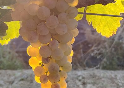 grappolo di uve cortese bagnato dal sole in pre-vendemmia fine settembre 2021
