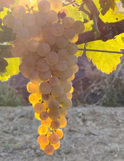 grappolo di uve cortese bagnato dal sole in pre-vendemmia fine settembre 2021