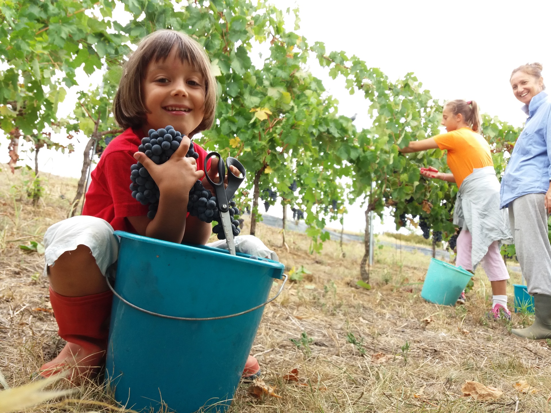Vendemmia nel vigneto "vecchio"