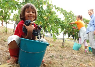 Foto vendemmia 2017