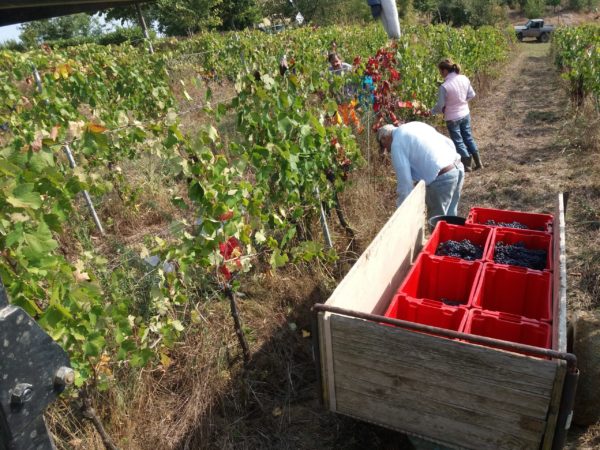 Vendemmia Corsico Rosso Etichetta nera 2019