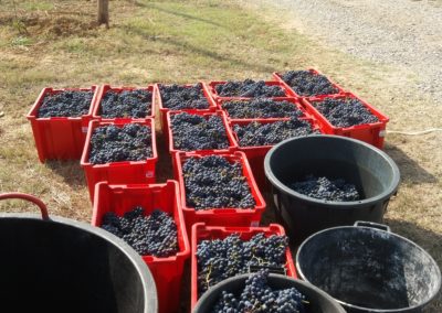 Vendemmia Corsico Rosso Etichetta nera 2019