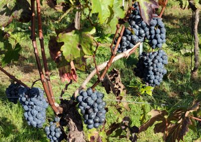 Vendemmia Barbera, uva bagnata dal sole mattutino