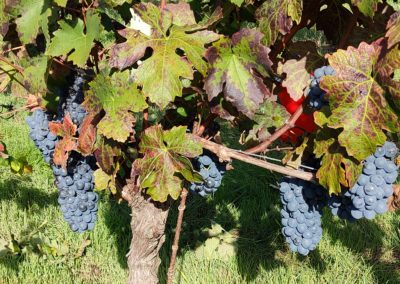 Vendemmia Barbera Ottobre 2021, uva bagnata dal sole mattutino
