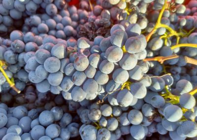 Vendemmia Barbera Ottobre 2021, uva bagnata dal primo sole mattutino
