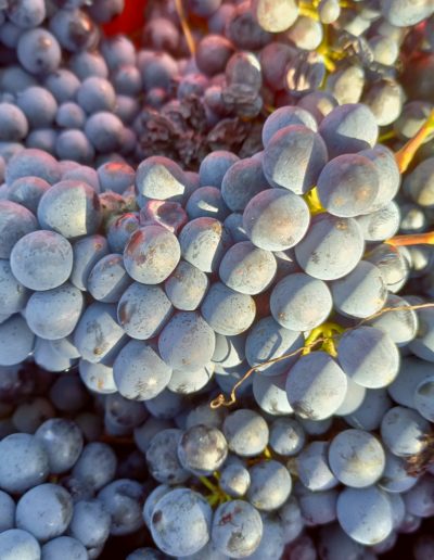 Vendemmia Barbera Ottobre 2021, uva bagnata dal primo sole mattutino
