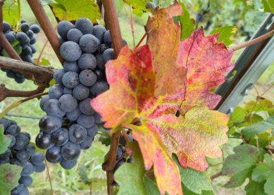 Vendemmia Barbera Ottobre 2021