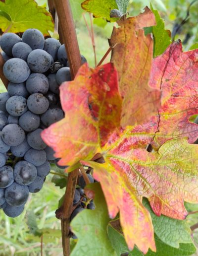 Vendemmia Barbera Ottobre 2021