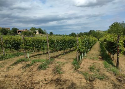 Vigneto della Barbera Zona di produzione del Vinum Rosæ fine Luglio 2021