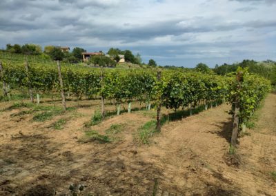Vigneto della Barbera Zona di produzione del Vinum Rosæ
