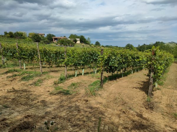 Vigneto della Barbera Zona di produzione del Vinum Rosæ
