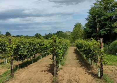 Vigneto della Barbera Zona di produzione del Vinum Rosæ fine Luglio 2021
