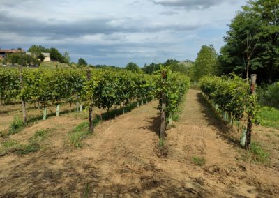 Vigneto della Barbera Zona di produzione del Vinum Rosæ fine Luglio 2021