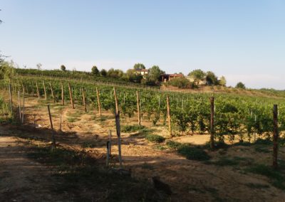 Zona di produzione del Vinum Rosæ