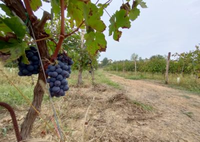Vigneto "grande" - Zona di produzione di Vinum Rosae