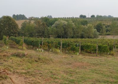 Vigneto "frutteto" - Zona di produzione di Paladino nero