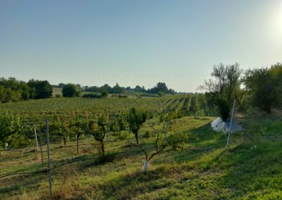 Zona di produzione di Paladino nero
