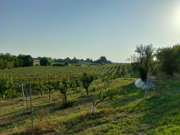 Zona di produzione di Paladino nero