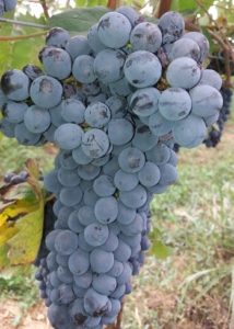 tipico grappolo di barbera