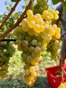 caratteristico grappolo magnifico di cortese nella vendemmia del cortese 2021