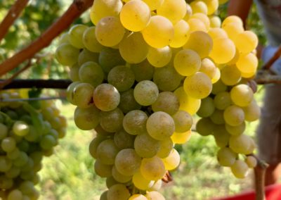 caratteristico grappolo magnifico di cortese nella vendemmia del cortese 2021