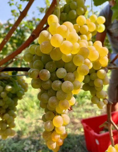 caratteristico grappolo magnifico di cortese nella vendemmia del cortese 2021