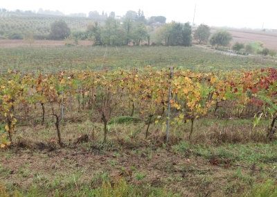 Vigneto "vecchio" in autunno- zona di produzione di Corsico Rosso