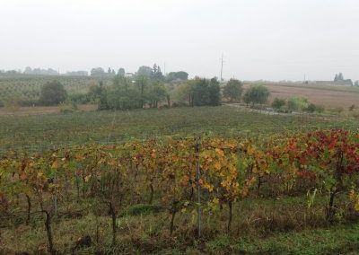 Vigneto "vecchio" in autunno- zona di produzione di Corsico Rosso