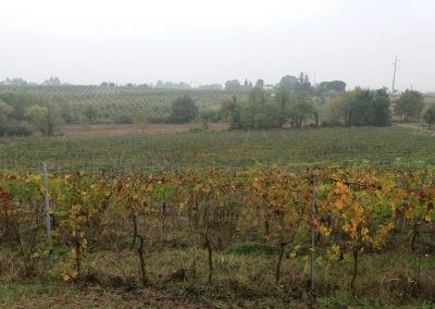 Vigneto "vecchio" in autunno