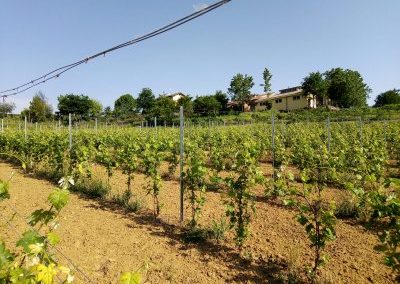 Vigneto "frutteto" al 2 ° anno di impianto, dal basso