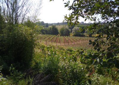 Vigneto "frutteto" al 2 ° anno di impianto
