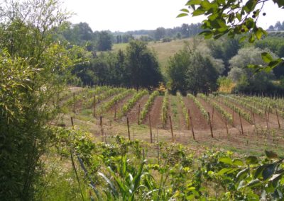 Vigneto "frutteto" al 2 ° anno di impianto