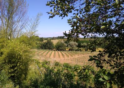 Vigneto "frutteto" al 2 ° anno di impianto