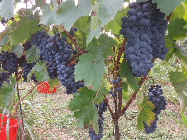 Vendemmia 2020 - vigneto